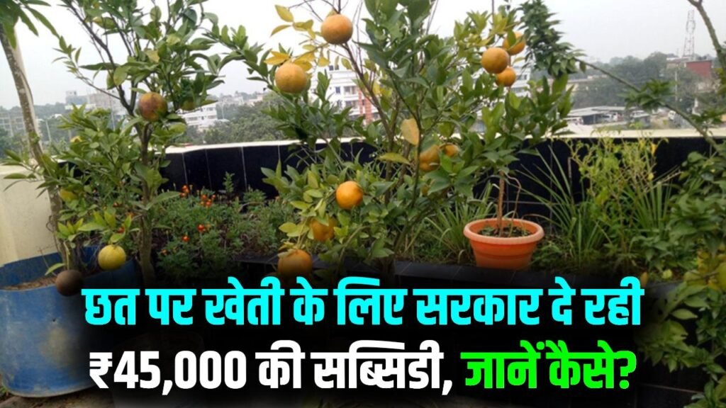 सरकार दे रही ₹45,000 की सब्सिडी! घर की छत पर उगायें फल-सब्जी, फायदा उठाने का तरीका जानें