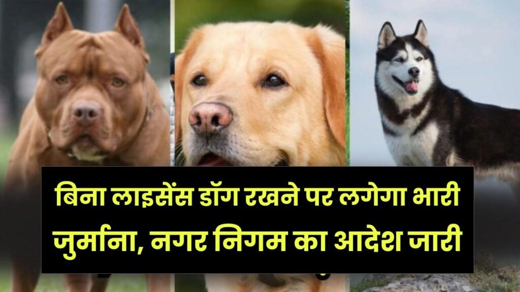 पालतू कुत्ते रखने के नियम सख्त! बिना लाइसेंस डॉग रखने पर लगेगा भारी जुर्माना, नगर निगम का आदेश जारी
