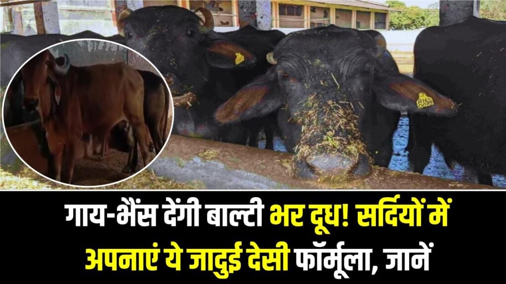 गाय-भैंस देंगी बाल्टी भर दूध! सर्दियों में अपनाएं ये जादुई देसी फॉर्मूला, दाने का खर्च होगा कम और मुनाफा होगा बंपर