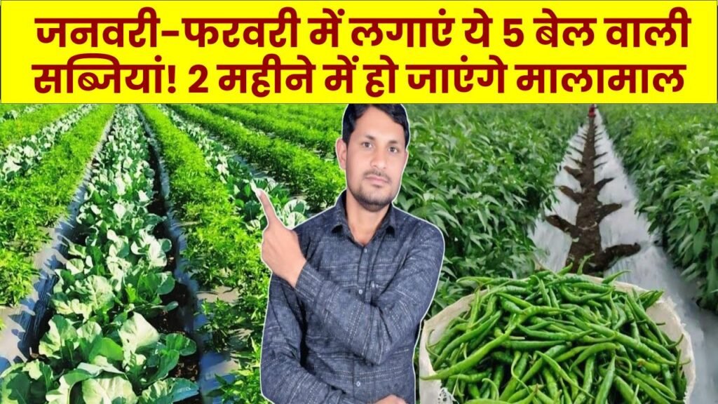 Agri Business: जनवरी-फरवरी में लगाएं ये 5 बेल वाली सब्जियां! 2 महीने में हो जाएंगे मालामाल, लागत कम और मुनाफा दमदार 1 Agri Business: जनवरी-फरवरी में लगाएं ये 5 बेल वाली सब्जियां! 2 महीने में हो जाएंगे मालामाल, लागत कम और मुनाफा दमदार