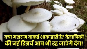 क्या मशरूम वाकई शाकाहारी है? वैज्ञानिकों की नई रिसर्च ने तोड़ी सालों पुरानी मान्यता, जवाब सुनकर आप भी रह जाएंगे दंग! 8 क्या मशरूम वाकई शाकाहारी है? वैज्ञानिकों की नई रिसर्च ने तोड़ी सालों पुरानी मान्यता, जवाब सुनकर आप भी रह जाएंगे दंग!